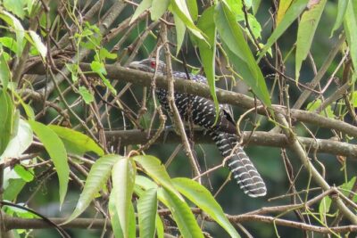 Phnom Penh Birding Experience and Brunch