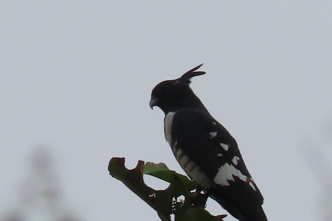 Phnom Penh Birding Experience and Brunch - Looking for the Cambodian Tailorbird