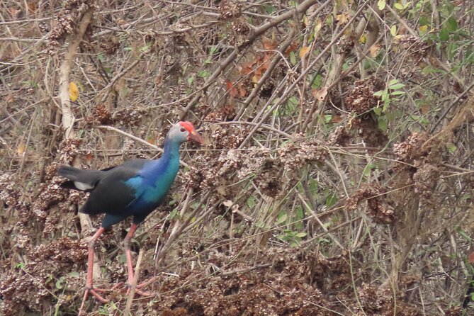 Phnom Penh Birding Experience and Brunch - What the birding is really like