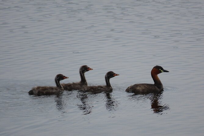 Phnom Penh Birding Experience and Brunch - Is $85 good value?