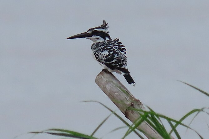 Phnom Penh Birding Experience and Brunch - Who should book this experience?