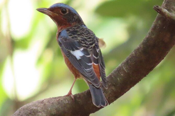 Phnom Penh & Kirirom National Park Birds Tour - Key points to know before booking