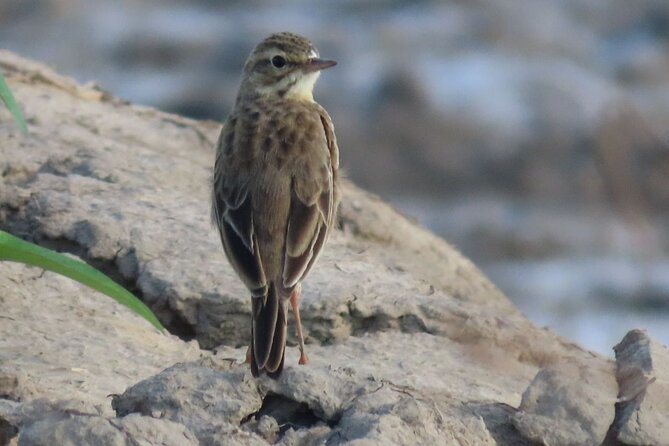 Phnom Penh & Kirirom National Park Birds Tour - Why this birding trip is different