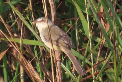 Phnom Penh & Kirirom National Park Birds Tour