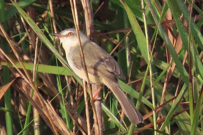 Phnom Penh & Kirirom National Park Birds Tour - A 5:30am start from Phnom Penh