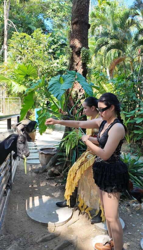 Phuket: Bird Park Entry Ticket - Feeding animals and managing the moment