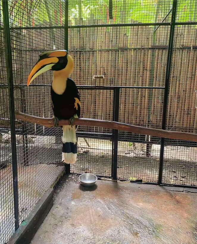 Phuket: Bird Park Entry Ticket - The animal welfare question