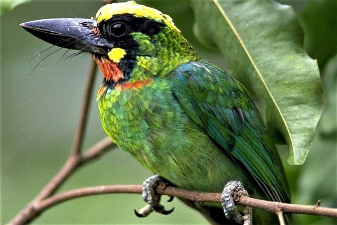 Phulchoki bird-watching tour - Why Phulchoki Works as a Kathmandu Day Trip