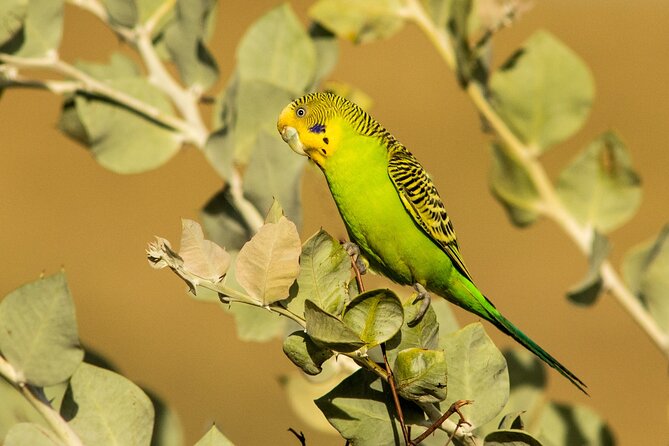 Pilbara Bird Tours - Key points about the Ngurrin Trail bird walk