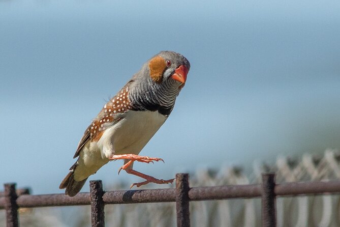 Pilbara Bird Tours - Why this short Pilbara walk is worth your morning