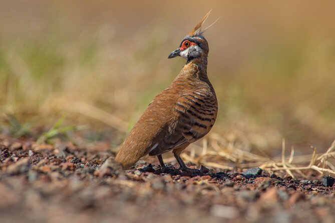 Pilbara Bird Tours - Learning with guide Jodie