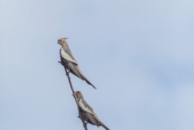 Pilbara Bird Tours