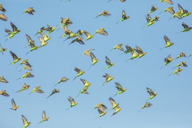 Pilbara Bird Tours - Bird photography and the pace of observation