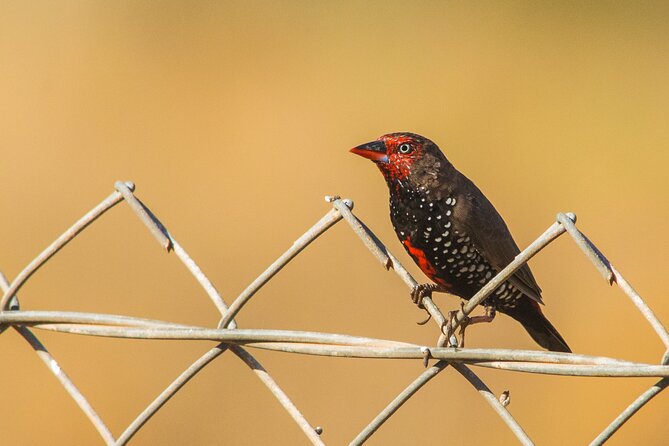 Pilbara Bird Tours - What the $57.38 price buys you