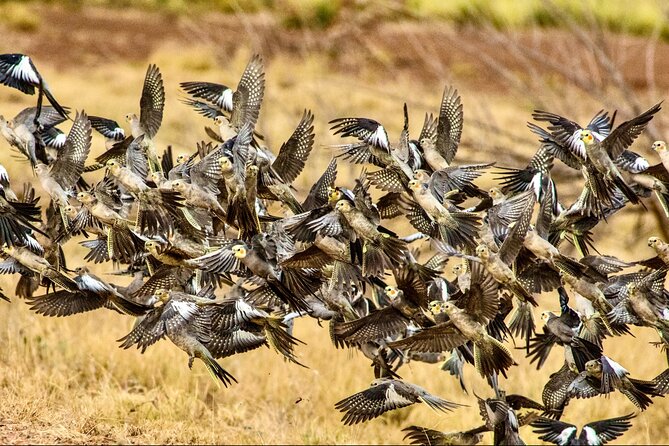 Pilbara Bird Tours - Who will enjoy this Roebourne experience