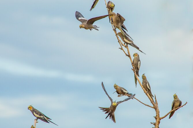 Pilbara Bird Tours - Practical booking advice for the early start