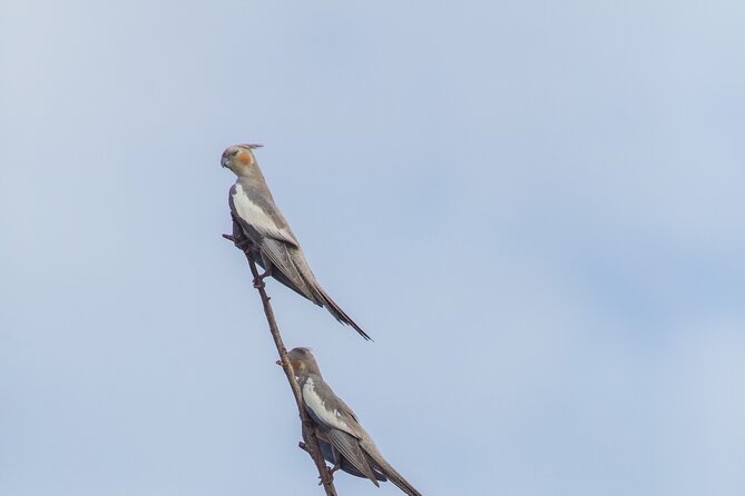 Pilbara Bird Tours - Meeting in Roebourne at 7:00 a.m.