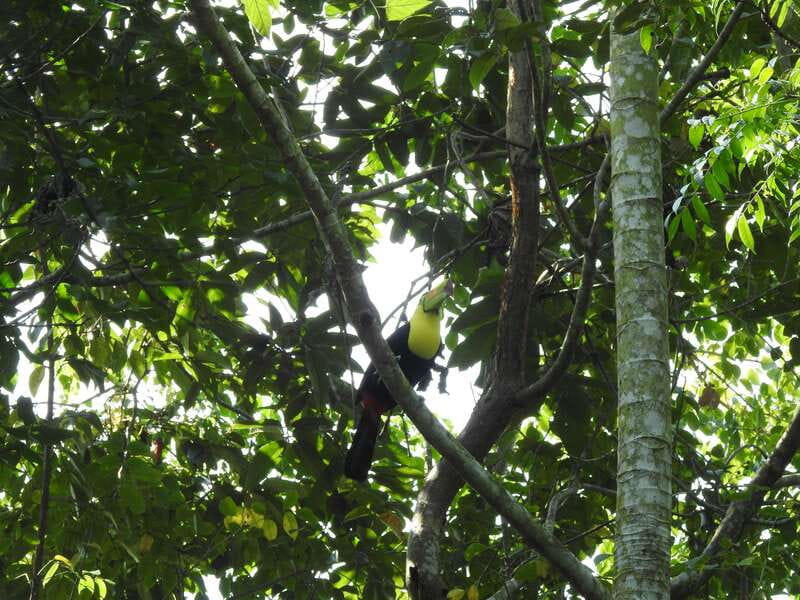 Playa del Carmen: Guided Birdwatching Hike - Why a Six-Person Group Helps