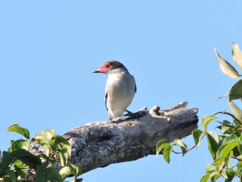 Playa del Carmen: Guided Birdwatching Hike - What the Three-Hour Wildlife Session Feels Like