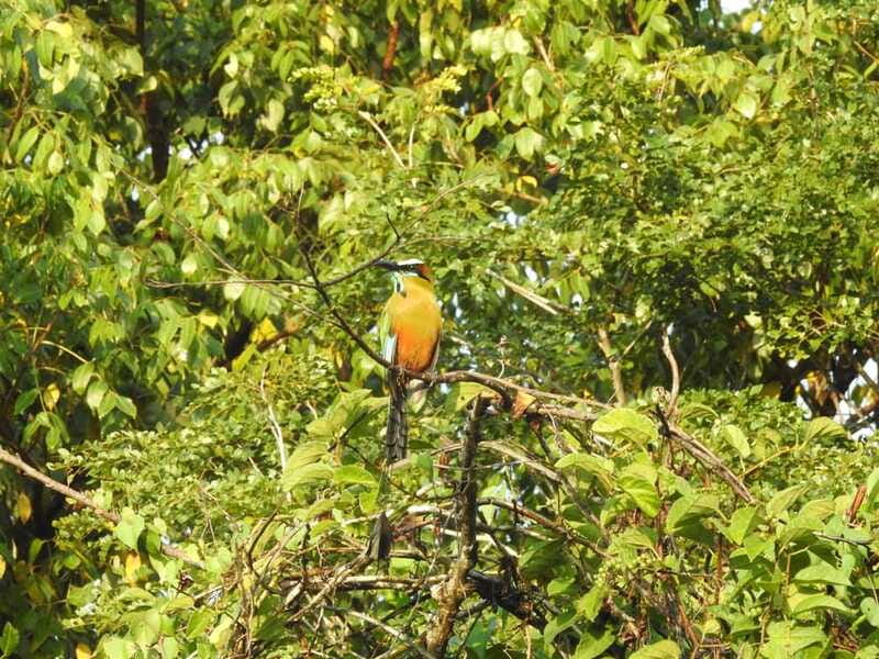 Playa del Carmen: Guided Birdwatching Hike - Who Will Enjoy This Jungle Morning Most?