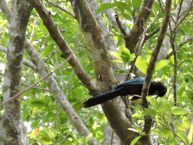 Playa del Carmen: Guided Birdwatching Hike - Booking Details Worth Checking First