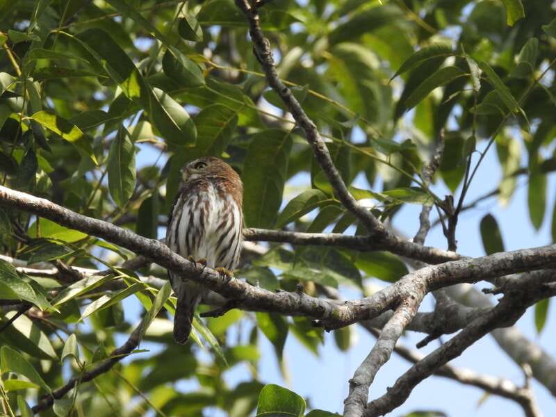 Playa del Carmen: Guided Birdwatching Hike - Searching for Native and Migratory Birds