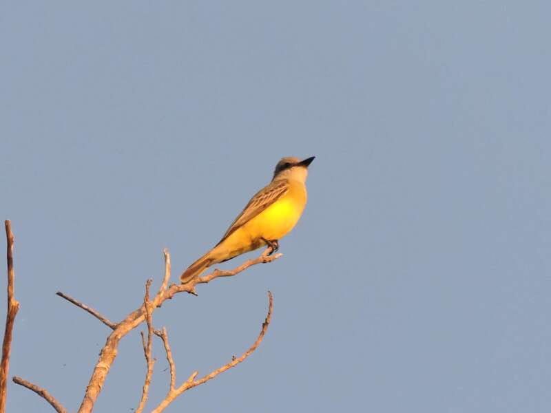 Playa del Carmen: Private Morning Birdwatching Tour - Why the Ruta de los Cenotes makes a good birding base