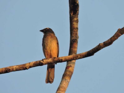Private Morning Birdwatching Tour