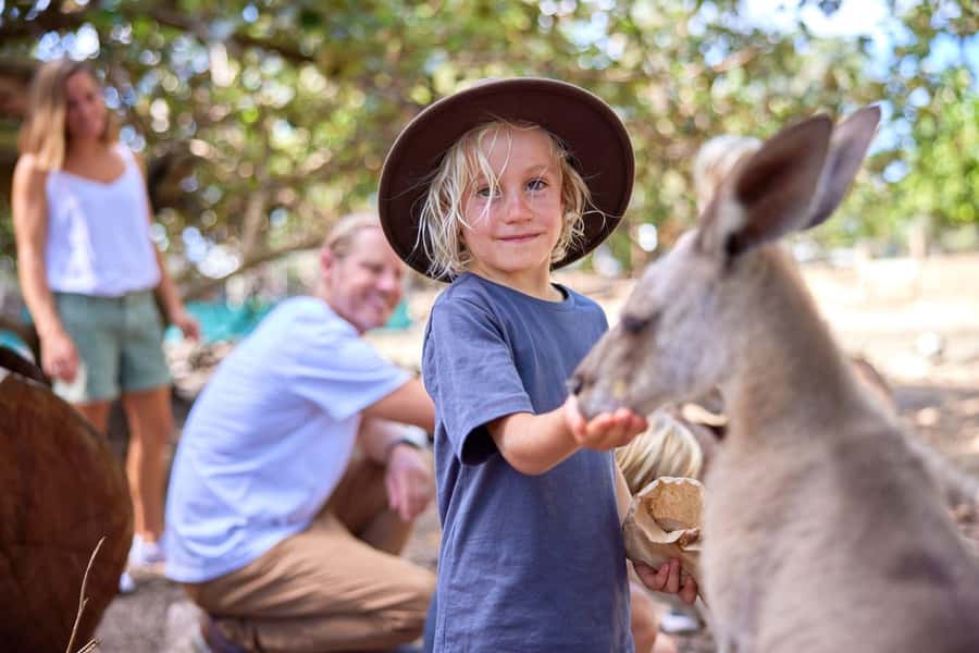 Port Douglas: Breakfast with the Birds - The birds are the main event