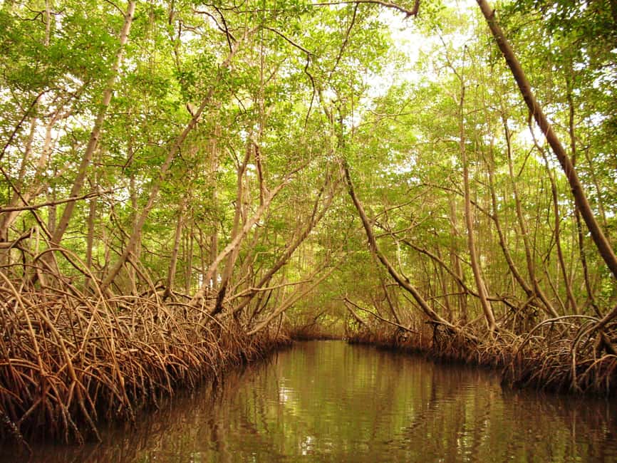 Port of Spain: Caroni Bird Sanctuary by Boat - Key points to know before booking