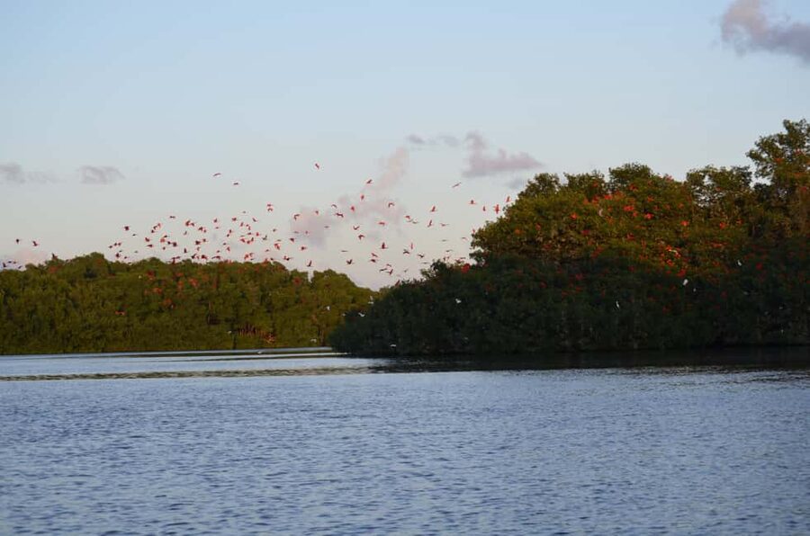 Port of Spain: Caroni Bird Sanctuary by Boat - Why Caroni Bird Sanctuary is worth your afternoon