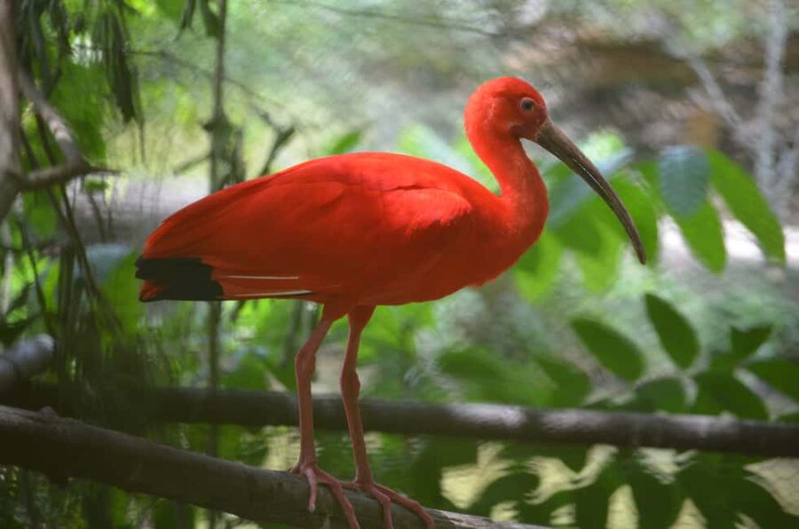 Port of Spain: Caroni Bird Sanctuary by Boat - Boarding the boat and entering the mangroves