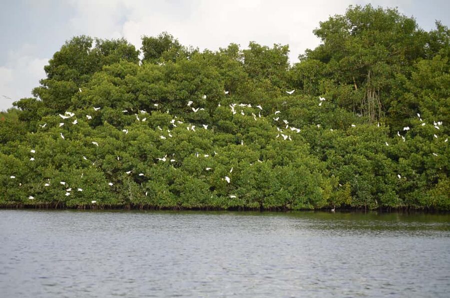 Port of Spain: Caroni Bird Sanctuary by Boat - The hotel pickup and ride to the sanctuary