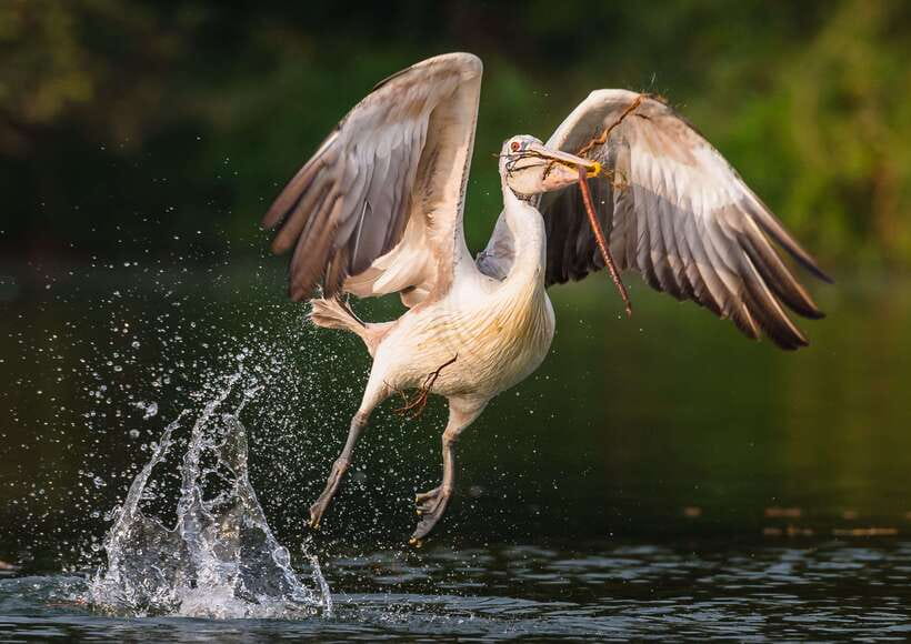 Prek Toal Bird Sanctuary and Great Lake Tour in Cambodia - Key points at a glance