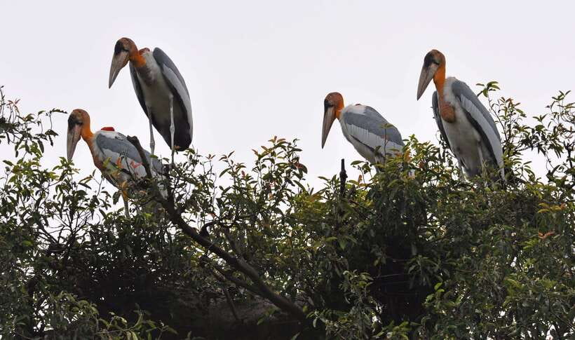 Prek Toal Bird Sanctuary and Great Lake Tour in Cambodia - Why Prek Toal is worth the long ride
