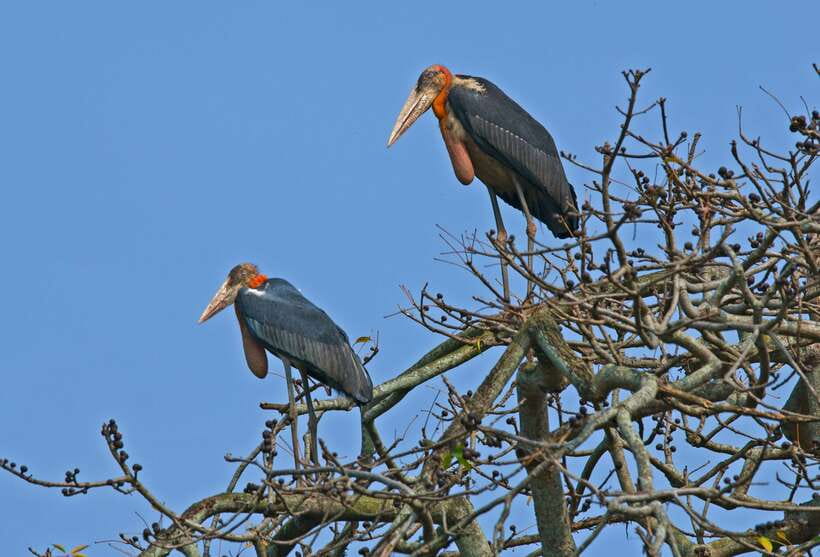 Prek Toal Bird Sanctuary and Great Lake Tour in Cambodia - Local boats and the first look at Tonlé Sap