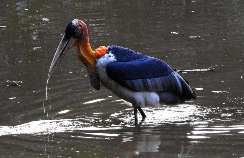 Prek Toal Bird Sanctuary and Great Lake Tour in Cambodia - The floating fish farm stop