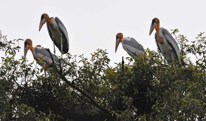 Prek Toal Bird Sanctuary and Great Lake Tour in Cambodia - Lunch after the sanctuary visit