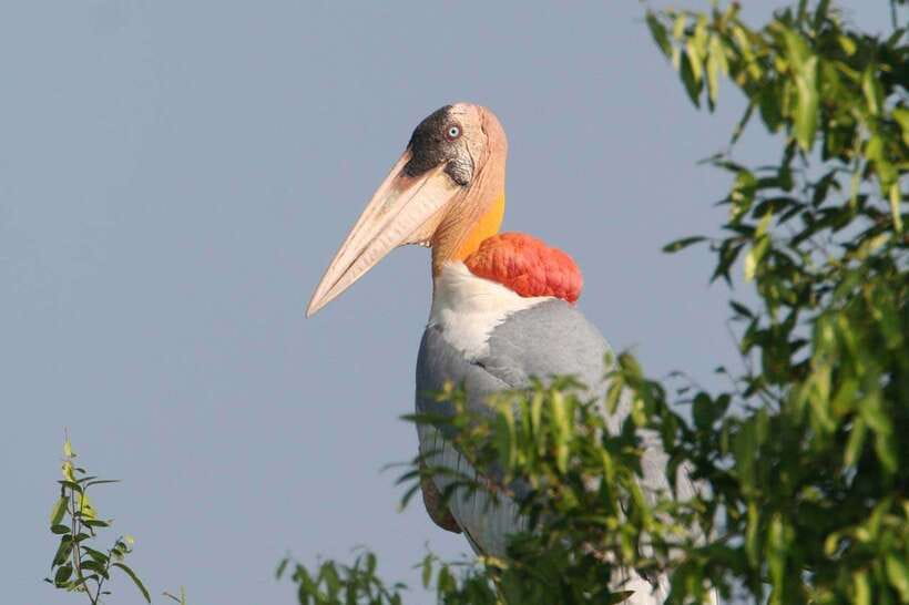 Prek Toal Bird Sanctuary and Great Lake Tour in Cambodia - The 6:00 a.m. pickup from Siem Reap