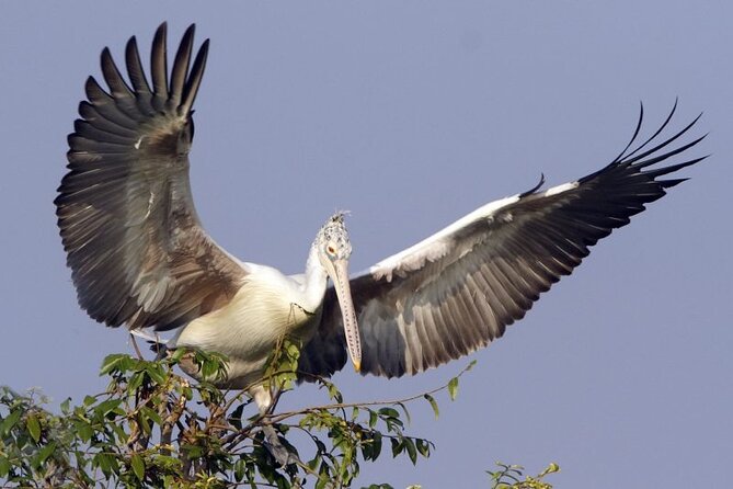 Prek Toal Birds Sanctuary and floating Village Private Day Tour - Key points at a glance