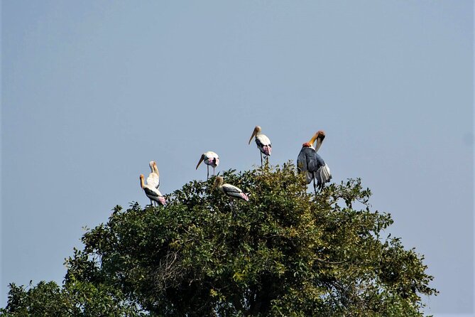Prek Toal Birds Sanctuary and floating Village Private Day Tour - A closer look at Prek Toal Floating Village