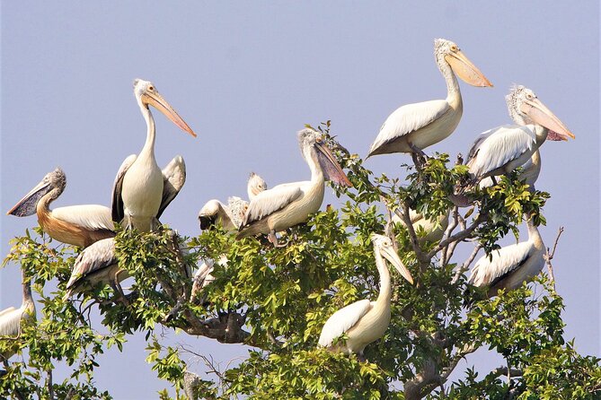 Prek Toal Birds Sanctuary and floating Village Private Day Tour - Tonle Sap Biosphere Reserve and the return route