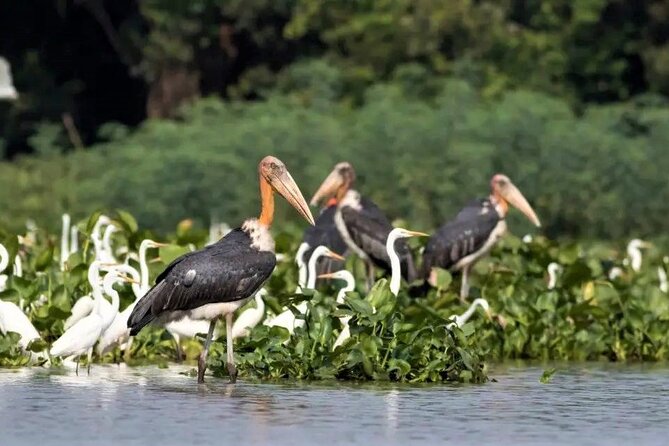 Prek Toal Birds Sanctuary and floating Village Private Day Tour - Timing, comfort, and seasonal planning