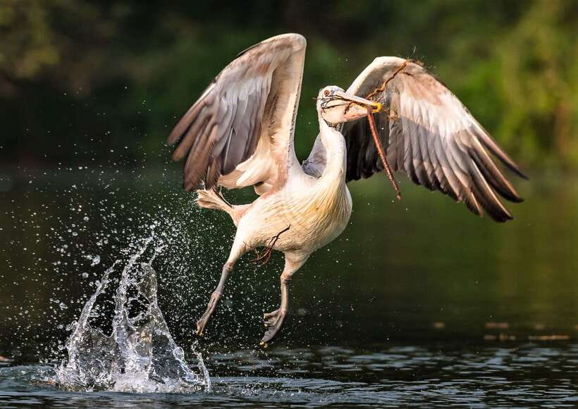 Prek Toal Birds Sanctuary & floating Village Private Tour - Key points at a glance