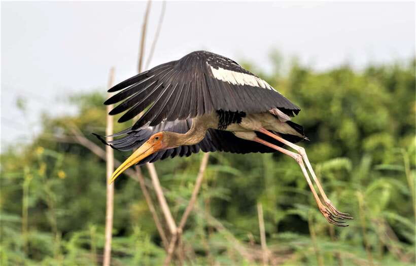 Prek Toal Birds Sanctuary & floating Village Private Tour - What the $179 price gets you