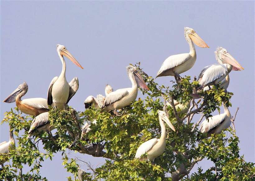 Prek Toal Birds Sanctuary & floating Village Private Tour - Why Prek Toal is worth the long ride