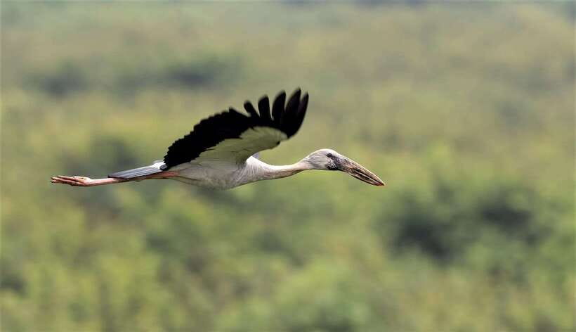 Prek Toal Birds Sanctuary & floating Village Private Tour - Cruising across Tonle Sap