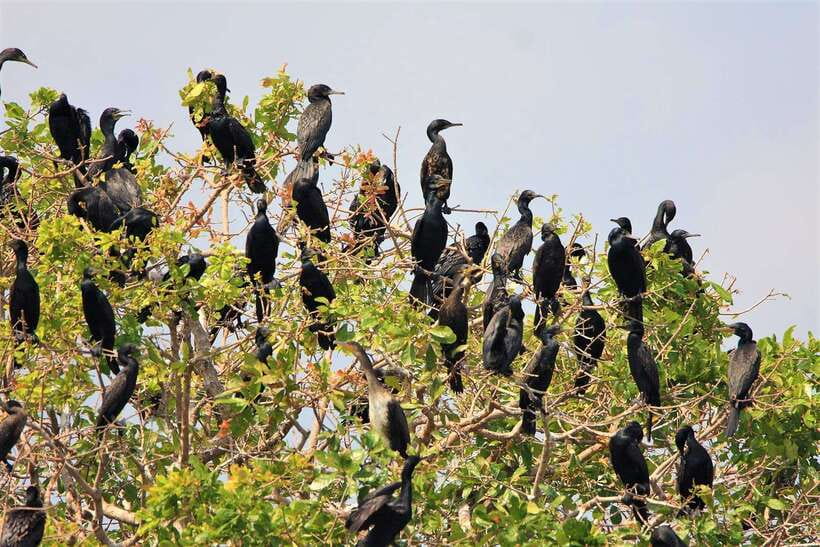 Prek Toal Birds Sanctuary & floating Village Private Tour - Entering the Tonle Sap Biosphere Reserve