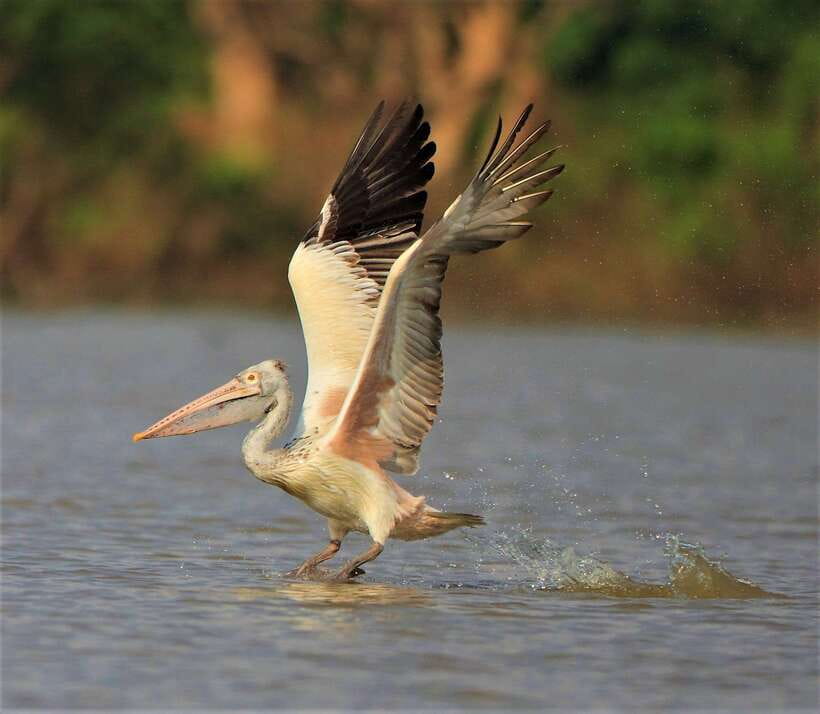 Prek Toal Birds Sanctuary & floating Village Private Tour - The watchtower and large water birds