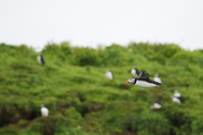 Premium Small-Group Puffin & Bird Watching tour from Reykjavík - Key points to know before booking